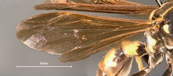 Media type: image;   Entomology 33143 Aspect: Wing front